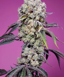 Sweet Mandarine Zkittlez F1 Fast Version Feminized Esrar Tohumu (Sweet Seeds)