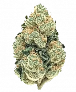 Sweet Skunk, yakıtımsı ve biberli aromalarıyla öne çıkan dengeli bir hibrit türdür. Yüksek THC içeriğiyle rahatlatıcı etkilerini keşfedin ve genetik yapısını görüntüleyin.