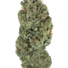 Sweet Skunk F1 Fast Version, tatlı skunk aroması ve yüksek THC içeriğiyle bilinen bir hibrit türdür. Hızlı çiçeklenme özelliğiyle öne çıkar. Özelliklerini keşfedin.