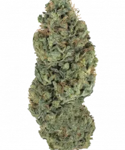 Sweet Skunk F1 Fast Version, tatlı skunk aroması ve yüksek THC içeriğiyle bilinen bir hibrit türdür. Hızlı çiçeklenme özelliğiyle öne çıkar. Özelliklerini keşfedin.