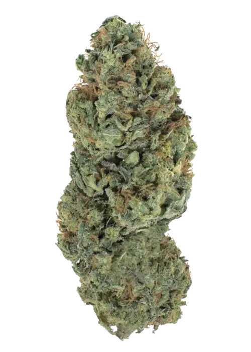 Sweet Skunk F1 Fast Version, tatlı skunk aroması ve yüksek THC içeriğiyle bilinen bir hibrit türdür. Hızlı çiçeklenme özelliğiyle öne çıkar. Özelliklerini keşfedin.