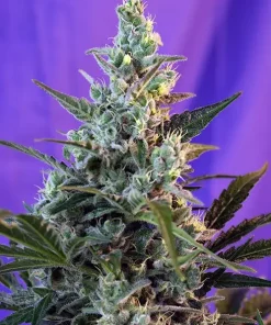 Sweet Skunk Fast Version Feminized Esrar Tohumu (Sweet Seeds)