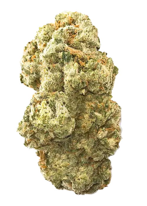 Sweet Thang, üzümlü jöle aroması ve mor tonlarıyla dikkat çeken bir hibrit türdür. Yüksek THC içeriğiyle yaratıcı etkiler sunar. Şimdi keşfedin.