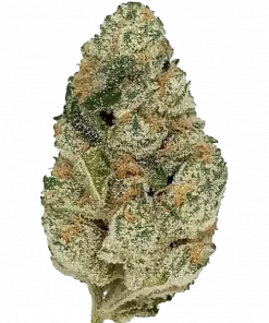 Sweet Thunder, kremsi narenciye aromaları ve THC içeriğiyle öne çıkan Sativa baskın bir türdür. Yaratıcılığı artıran etkilerini keşfedin ve hemen görüntüleyin.