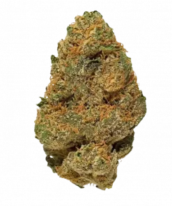 Sweet Tooth, tatlı orman meyveleri aroması ve dengeli genetiğiyle öne çıkan popüler bir hibrit türdür. Yüksek verim potansiyelini keşfedin ve özelliklerini görüntüleyin.