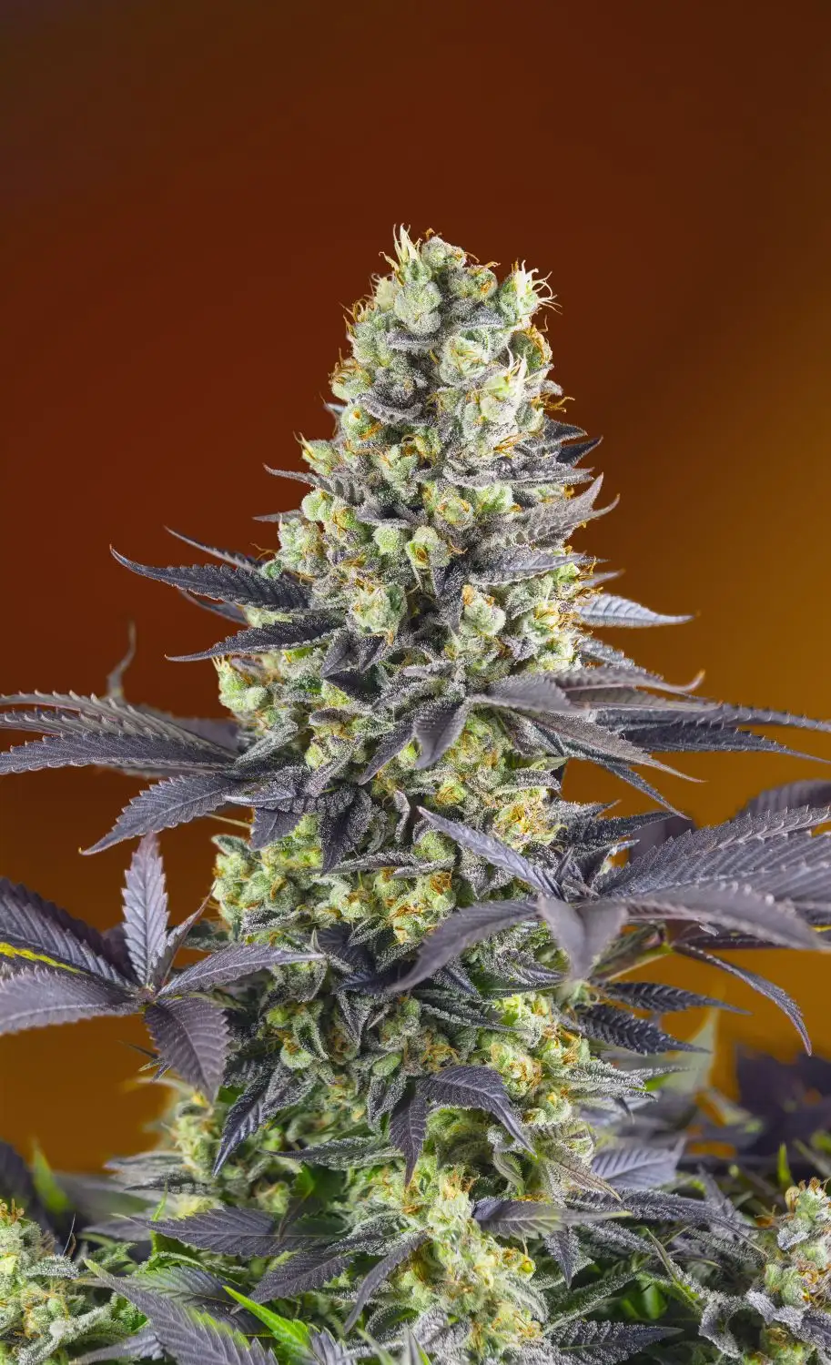 Sweet Zenzation Feminized Esrar Tohumu (Sweet Seeds)