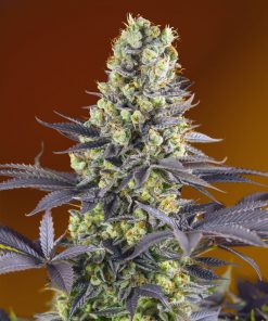 Sweet Zenzation Feminized Esrar Tohumu (Sweet Seeds)