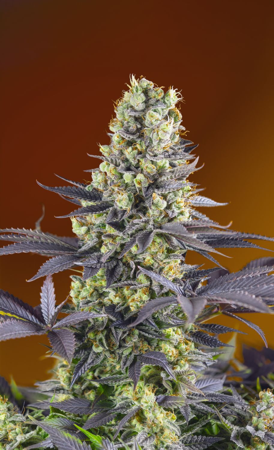 Sweet Zenzation Feminized Esrar Tohumu (Sweet Seeds)