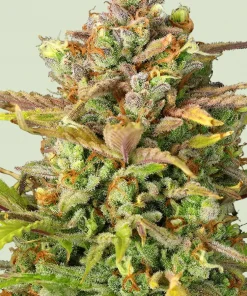 Sweet ZZ Auto Fem Esrar Tohumu (Royal Queen Seeds)