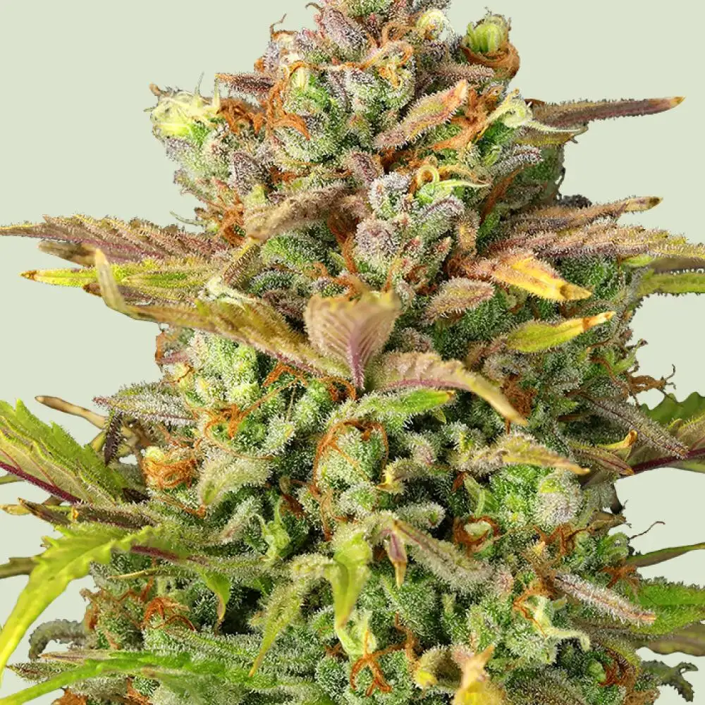 Sweet ZZ Feminized Esrar Tohumu (Royal Queen Seeds)