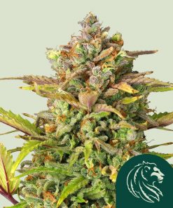 Sweet ZZ Feminized Esrar Tohumu (Royal Queen Seeds)