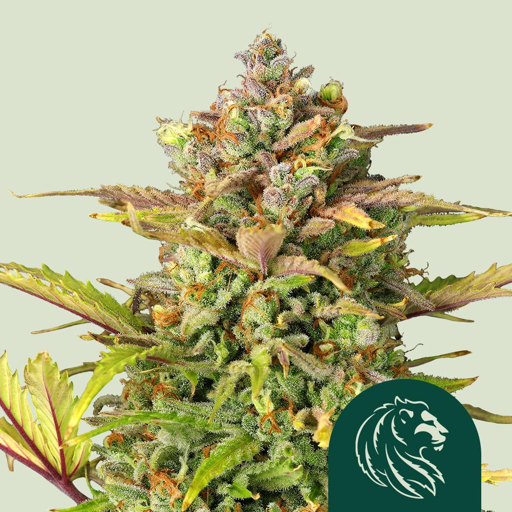 Sweet ZZ Feminized Esrar Tohumu (Royal Queen Seeds)