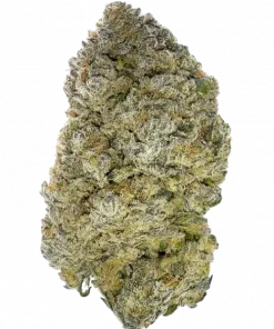 Sweets, tatlı limon aroması ve yüksek THC içeriğiyle öne çıkan sativa baskın bir türdür. Yaratıcı etkilerini ve genetik yapısını keşfedin.