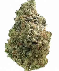 T-Bone, yakıtımsı ve çilek aromalarıyla öne çıkan dengeli bir hibrit türdür. Yaratıcılığı artıran etkileriyle bilinir. T-Bone'un özelliklerini keşfedin.