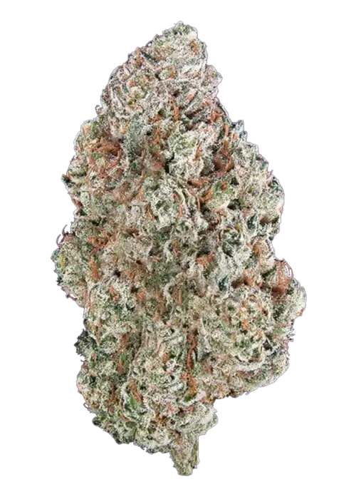 Tahoe Alien, narenciye ve çam aromalarıyla öne çıkan, yüksek THC'li bir indica türüdür. Derin rahatlama ve uyku için ideal. Genetik yapısını keşfedin.