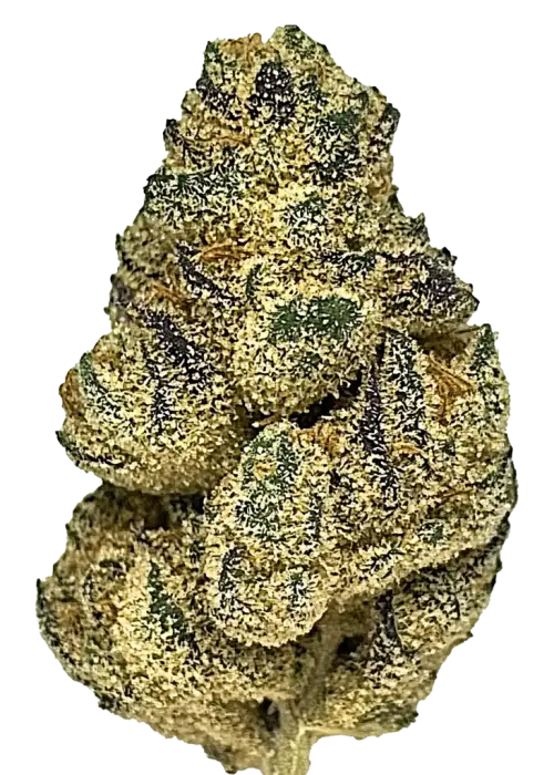 Tally Mon, muz aroması ve yüksek THC içeriğiyle öne çıkan dengeli bir hibrit türdür. Yorgunluk ve stres için potansiyel faydalarını keşfedin. Hemen görüntüleyin.