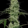 Tangerine Dream Auto Fem Esrar Tohumu (Barney's Farm)