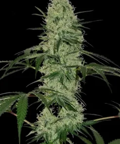 Tangerine Dream Auto Fem Esrar Tohumu (Barney's Farm)