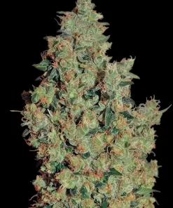 Tangerine Dream Feminized Esrar Tohumu (Barney's Farm)
