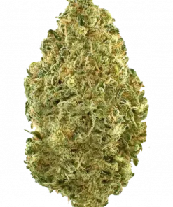 Tangerine Kush, belirgin mandalina aroması ve rahatlatıcı etkileriyle öne çıkan indica baskın bir türdür. OG Kush genetiğiyle eşsiz deneyimi keşfedin.