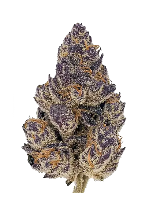 Tangfastics, tatlı narenciye aroması ve THC ile öne çıkan Indica baskın bir türdür. Yaratıcılığı artıran etkileri keşfedin ve detaylı inceleyin.