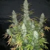 Tangie Auto Fem Esrar Tohumu (Fast Buds)