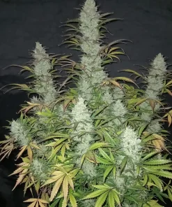 Tangie Auto Fem Esrar Tohumu (Fast Buds)
