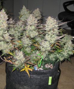 Tangie Auto Fem Esrar Tohumu (Fast Buds)