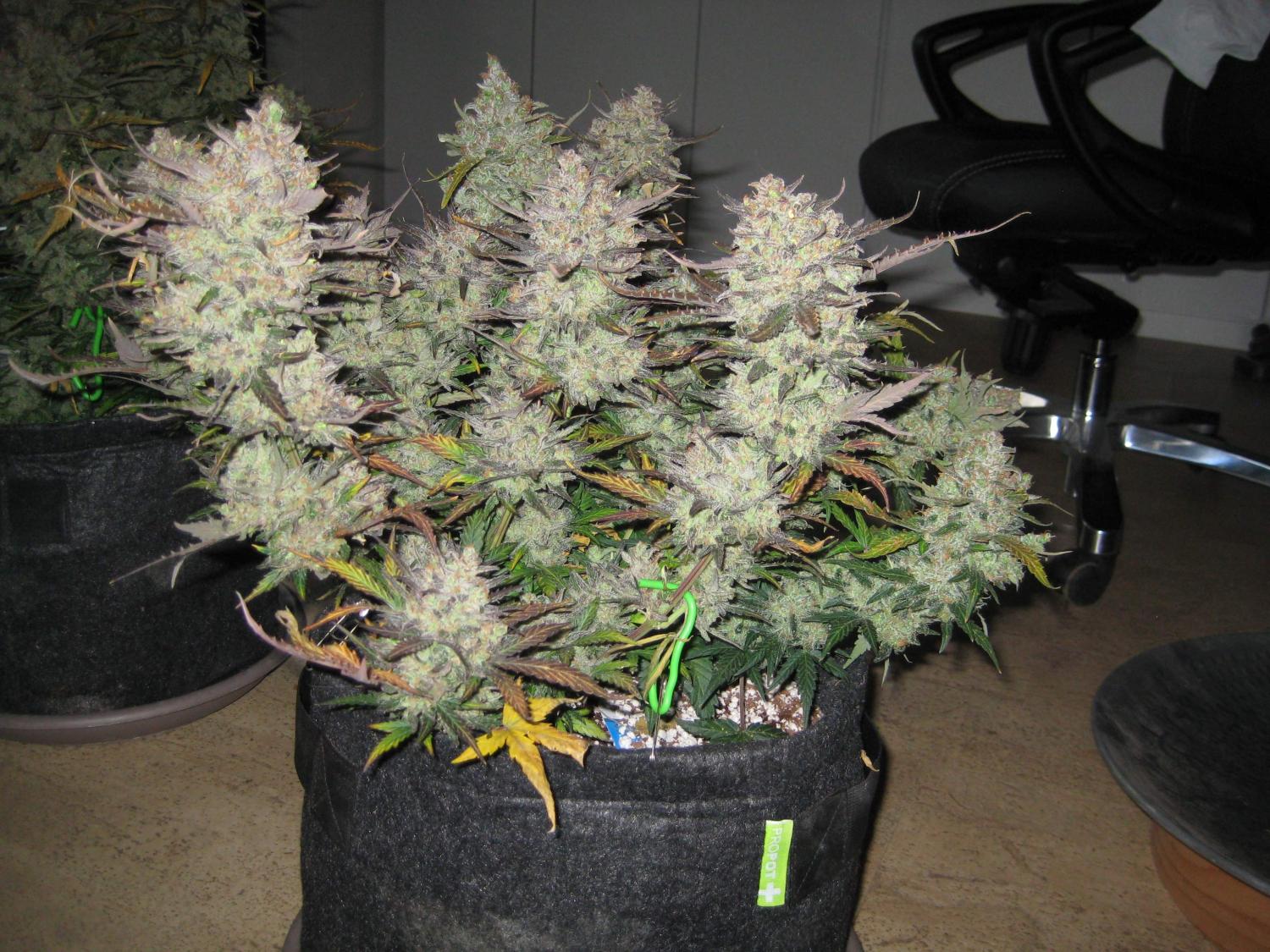 Tangie Auto Fem Esrar Tohumu (Fast Buds)