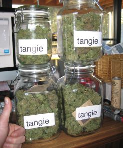 Tangie Auto Fem Esrar Tohumu (Fast Buds)