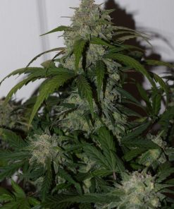 Tangie Auto Fem Esrar Tohumu (Fast Buds)