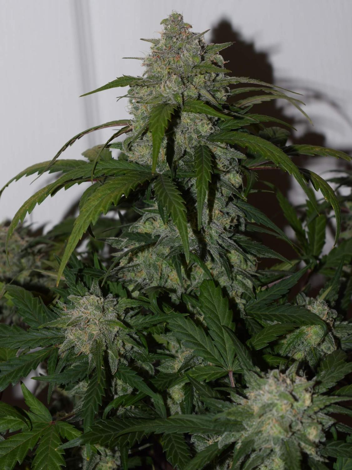 Tangie Auto Fem Esrar Tohumu (Fast Buds)