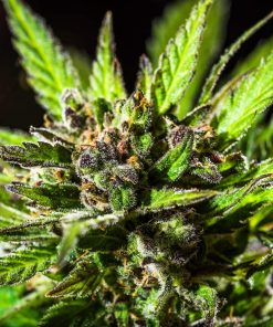 Tangie Auto Fem Esrar Tohumu (Fast Buds)