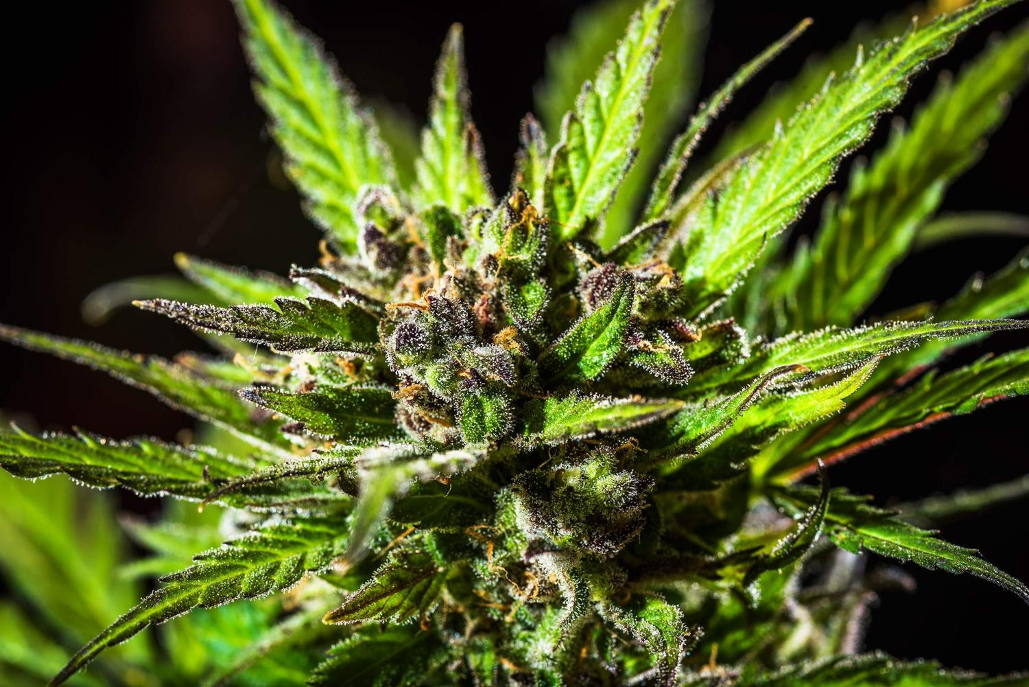 Tangie Auto Fem Esrar Tohumu (Fast Buds)