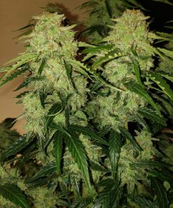 Tangie Auto Fem Esrar Tohumu (Fast Buds)