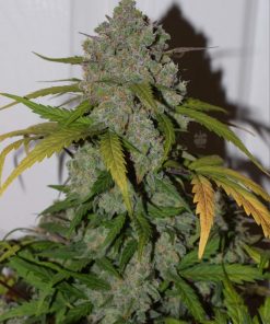 Tangie Auto Fem Esrar Tohumu (Fast Buds)