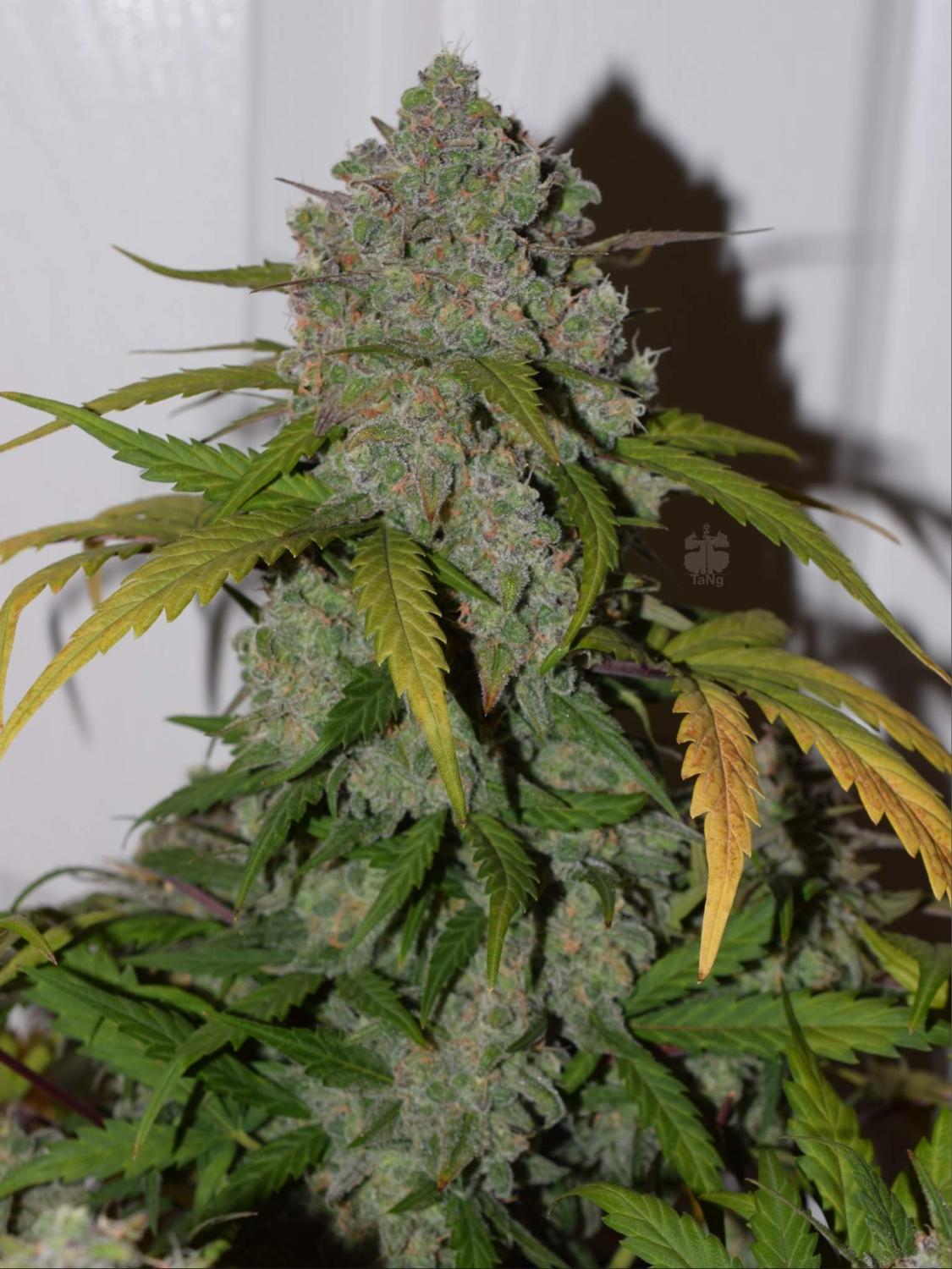 Tangie Auto Fem Esrar Tohumu (Fast Buds)