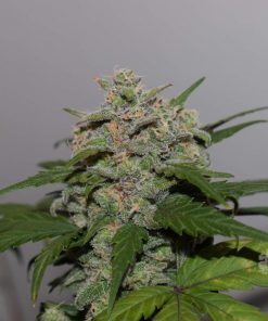Tangie Auto Fem Esrar Tohumu (Fast Buds)