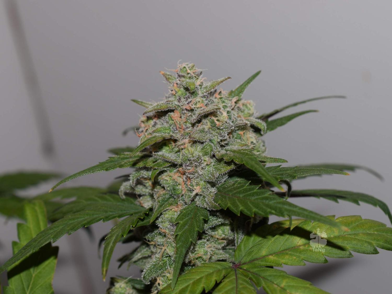 Tangie Auto Fem Esrar Tohumu (Fast Buds)