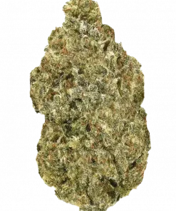 Tangie Guava Gak, tatlı papaya ve guava aromalarıyla öne çıkan dengeli bir hibrit türdür. Yaratıcılığı artıran etkileri keşfedin ve genetik yapısını görüntüleyin.