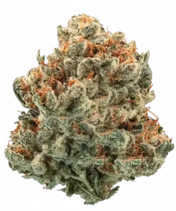 Tangie Wave, tatlı portakal aroması ve dengeli etkileriyle öne çıkan bir hibrit türdür. Yaratıcılığı destekleyen genetik yapısını keşfedin.