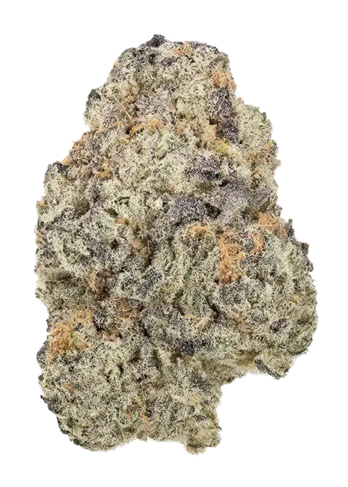 Tangieberto, tatlı mandalina aroması ve THC oranıyla öne çıkan indica baskın türdür. Stres ve anksiyeteye karşı potansiyel faydalarını keşfedin. Hemen görüntüleyin.