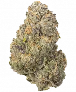 Tardy Slip, yakıtımsı aroması ve yüksek THC içeriğiyle öne çıkan dengeli bir türdür. Etkilerini ve yetiştirme detaylarını hemen keşfedin.