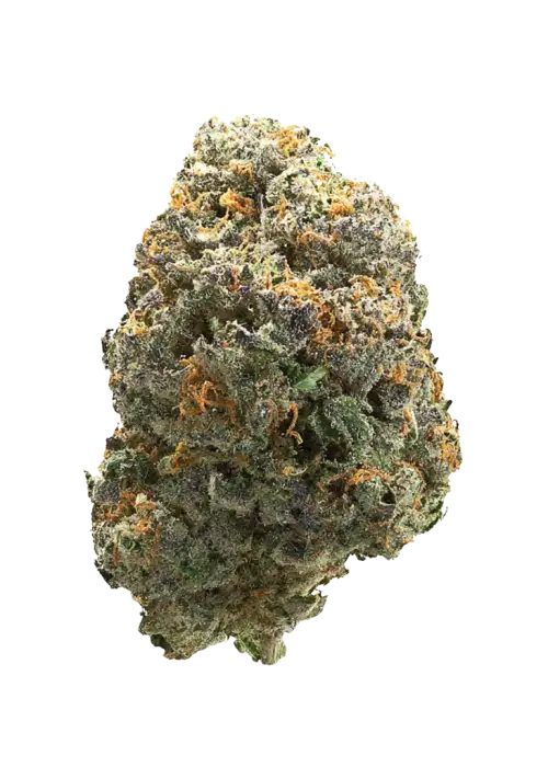 Tea Time, tropikal aromaları ve enerji verici etkisiyle bilinen Sativa baskın bir türdür. Yüksek verimiyle öne çıkar. Genetik yapısını keşfedin ve özelliklerini görüntüleyin.