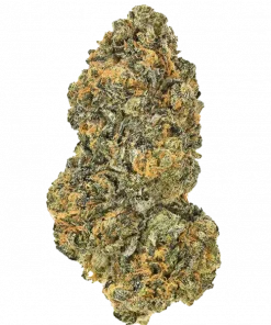 Ted Flash, yakıtımsı ve çiçeksi aromalarıyla öne çıkan Indica dominant bir türdür. 'e varan THC içeriğiyle derin rahatlama sağlar. Etkilerini keşfedin.