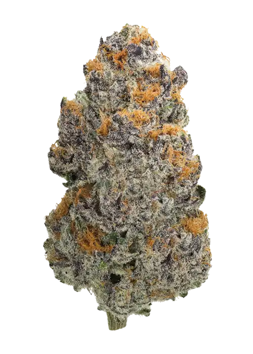 Ted Penguin, portakallı şerbet aroması ve rahatlatıcı etkisiyle bilinen indica baskın bir türdür. Yüksek enerjili yapısıyla öne çıkar. Özelliklerini keşfedin.