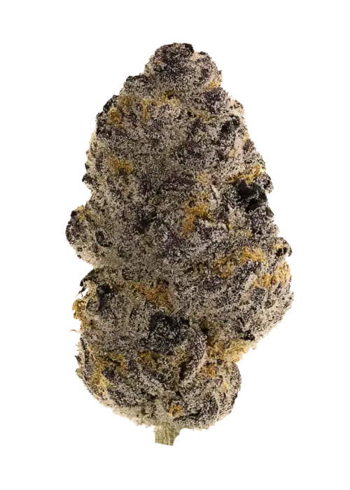 Ted Toker, kimyasal limon aroması ve tatlı şeker tadıyla öne çıkan bir hibrit türdür. Yaratıcılığı artıran ve enerji veren etkilerini keşfedin.