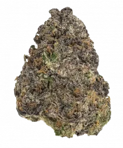 Ted's OG, eşsiz ube/taro aroması ve + THC oranıyla öne çıkan dengeli bir hibrit türdür. Canlandırıcı etkilerini keşfedin ve hemen görüntüleyin.