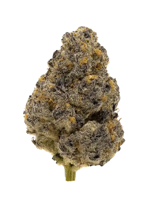Tembleque, narenciye ve toprak aromalı, yüksek THC'li Indica baskın bir türdür. Yaratıcılığı artıran ve rahatlatan bu özel türü keşfedin.