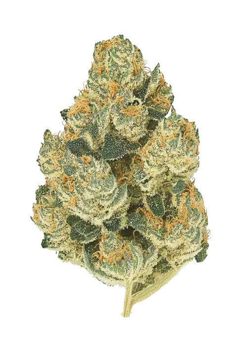 Tempura, tatlı meyve aromaları ve yüksek THC içeriğiyle bilinen Indica dominant bir türdür. Derin rahatlama ve uyku için ideal. Özelliklerini keşfedin.